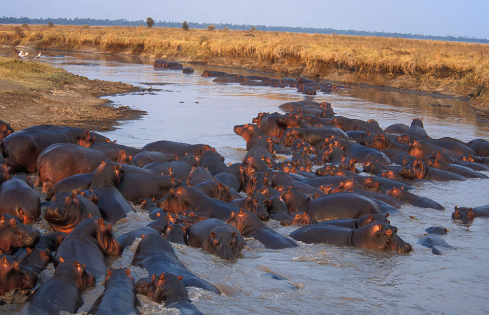 Hippos near Sonshine.jpg