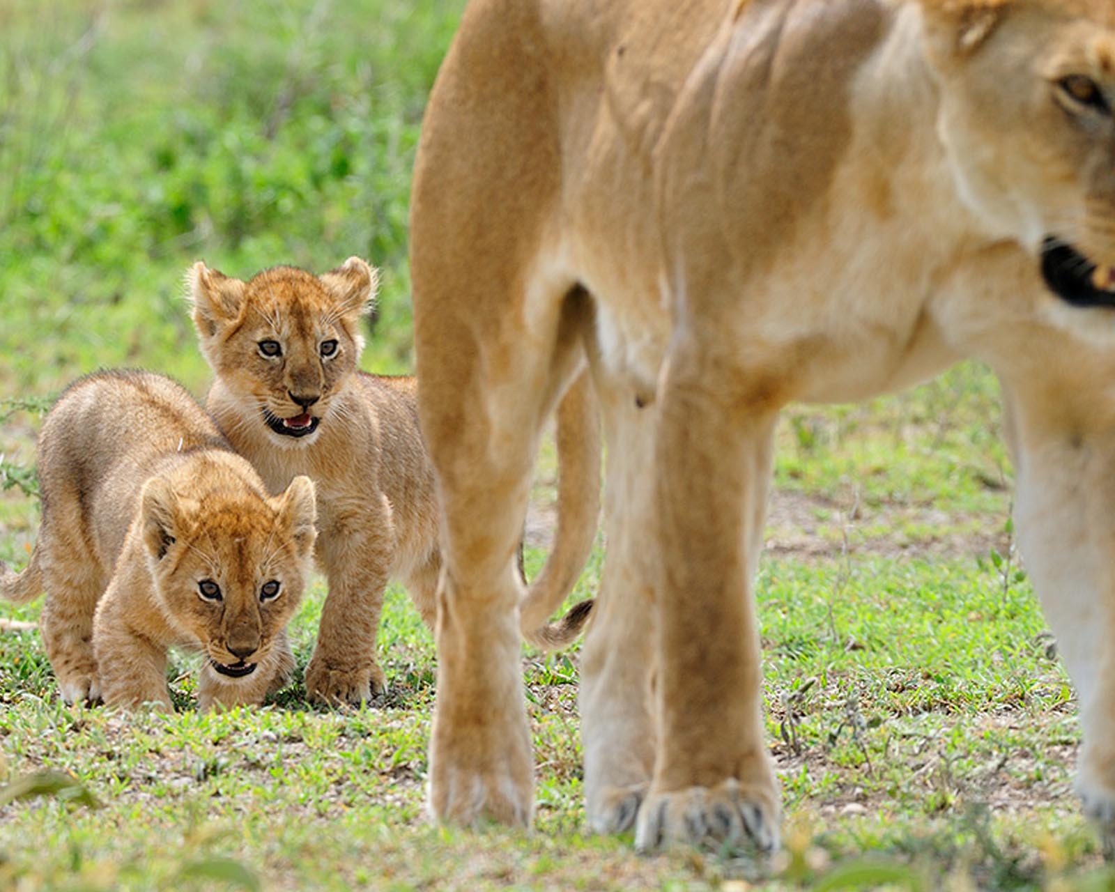 Lion and cubs.jpg
